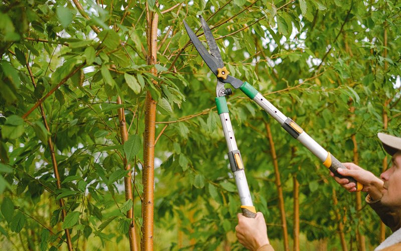 Tree trimming in Lesage, WV