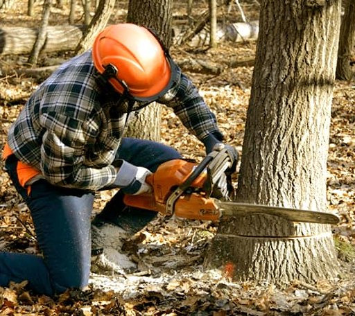 Tree Removal in Lesage, WV